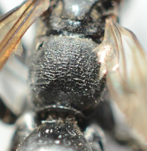 Cryptocheilus notatus